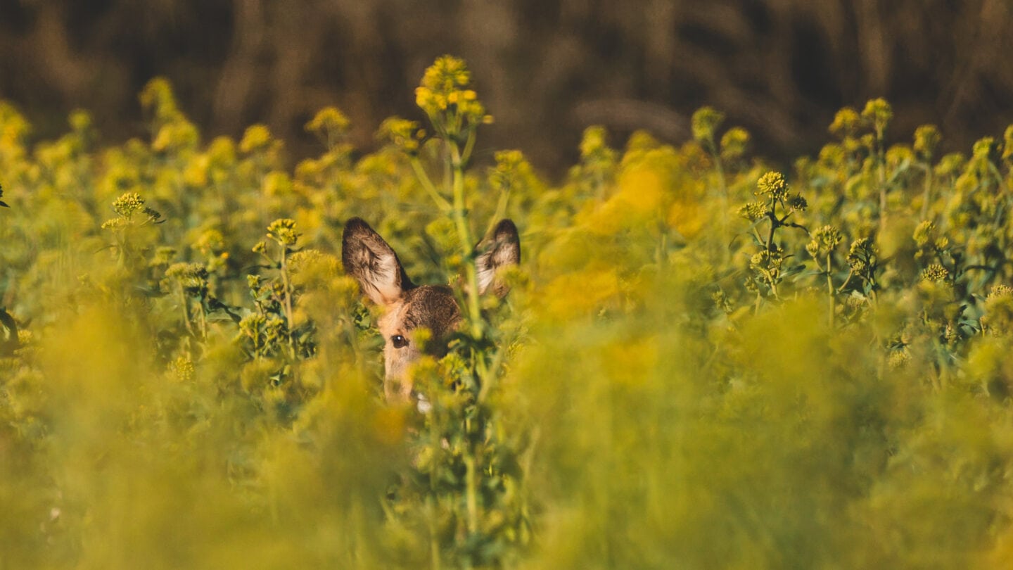 Ein Reh versteckt sich zwischen der Rapsblüte