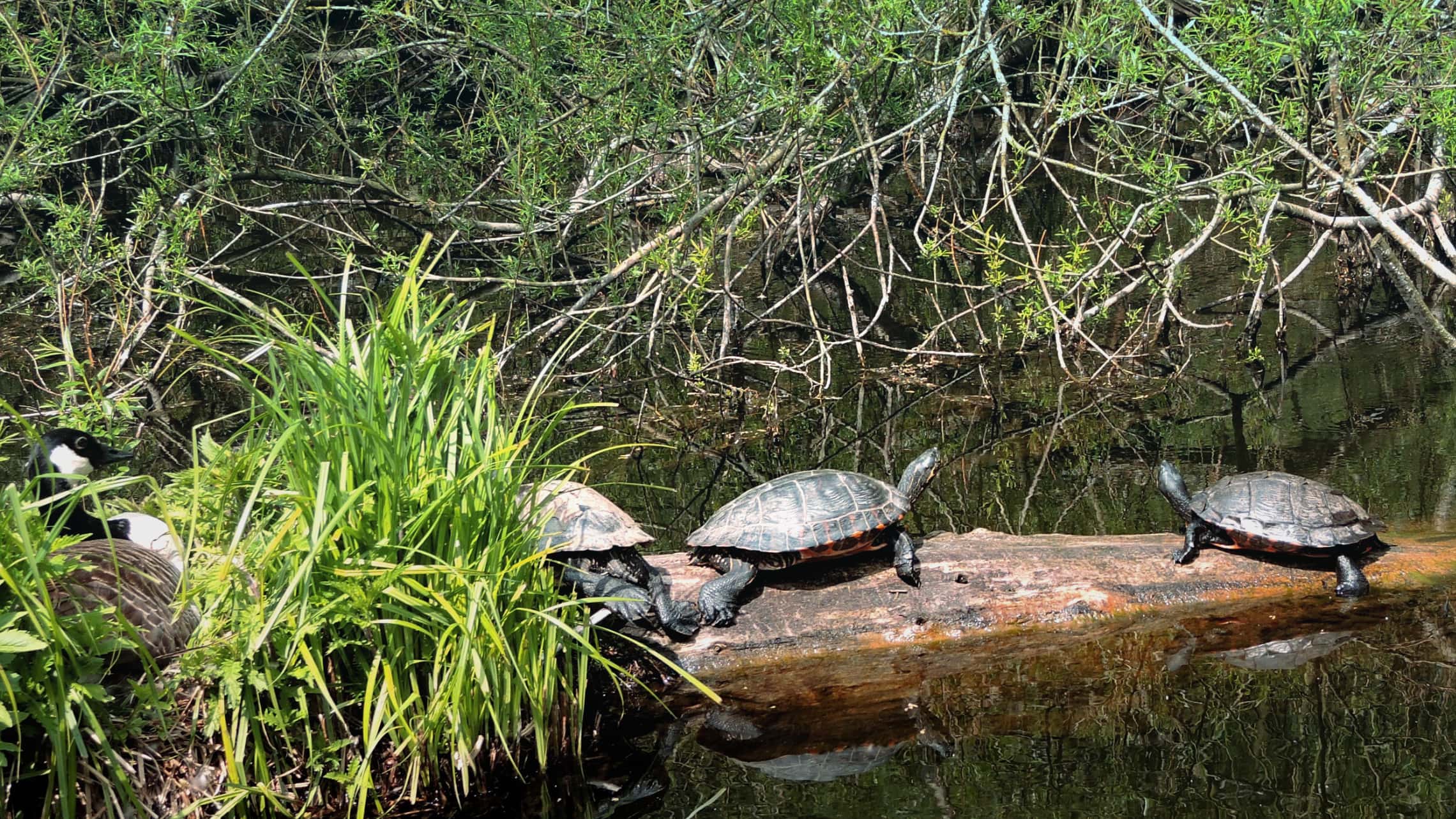 In der Schwentine leben sogar Schildkröten. Auf einer Kanutour kannst du sie besuchen.